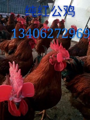 红玉鸡苗批发养殖全攻略 优质380鸡苗厂家直供指南